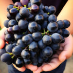 A young child sommelier carefully holding a small bunch of Cabernet Sauvignon grapes, studying them with interest.