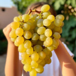 A young child sommelier carefully holding a small bunch of Chardonnay grapes, studying them with interest.