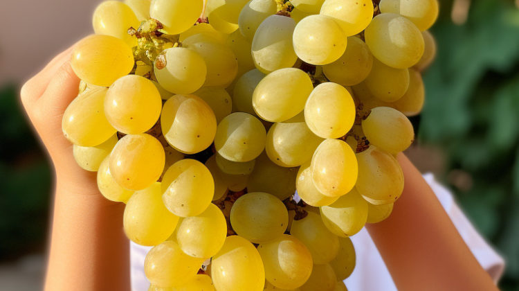 A young child sommelier carefully holding a small bunch of Chardonnay grapes, studying them with interest.