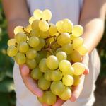 A young child sommelier carefully holding a small bunch of Gewürztraminer grapes, studying them with interest.