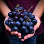 A young child sommelier carefully holding a small bunch of Grenache grapes, studying them with interest.