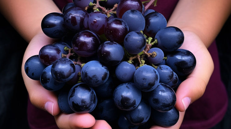 A young child sommelier carefully holding a small bunch of Grenache grapes, studying them with interest.