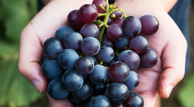 A young child sommelier carefully holding a small bunch of Merlot grapes, studying them with interest.