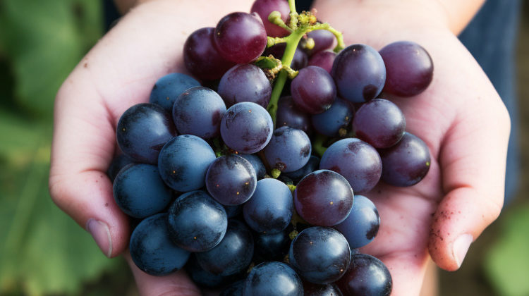 A young child sommelier carefully holding a small bunch of Merlot grapes, studying them with interest.