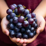 A young child sommelier carefully holding a small bunch of Nebbiolo grapes, studying them with interest.