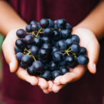 A young child sommelier carefully holding a small bunch of Pinot Noir grapes, studying them with interest.