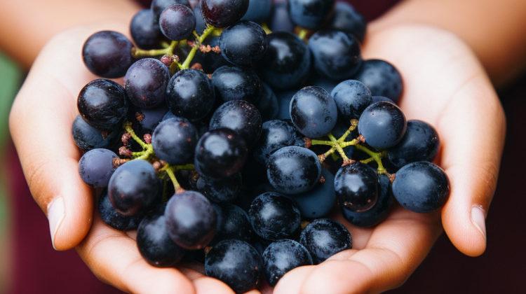 A young child sommelier carefully holding a small bunch of Pinot Noir grapes, studying them with interest.