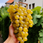 A young child sommelier carefully holding a small bunch of Riesling grapes, studying them with interest.