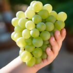 A young child sommelier carefully holding a small bunch of Sauvignon Blanc grapes, studying them with interest.