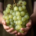 A young child sommelier carefully holding a small bunch of Semillon grapes, studying them with interest.