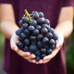 A young child sommelier carefully holding a small bunch of Syrah grapes, studying them with interest.